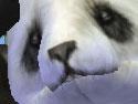 Un site pour Zoo Empire